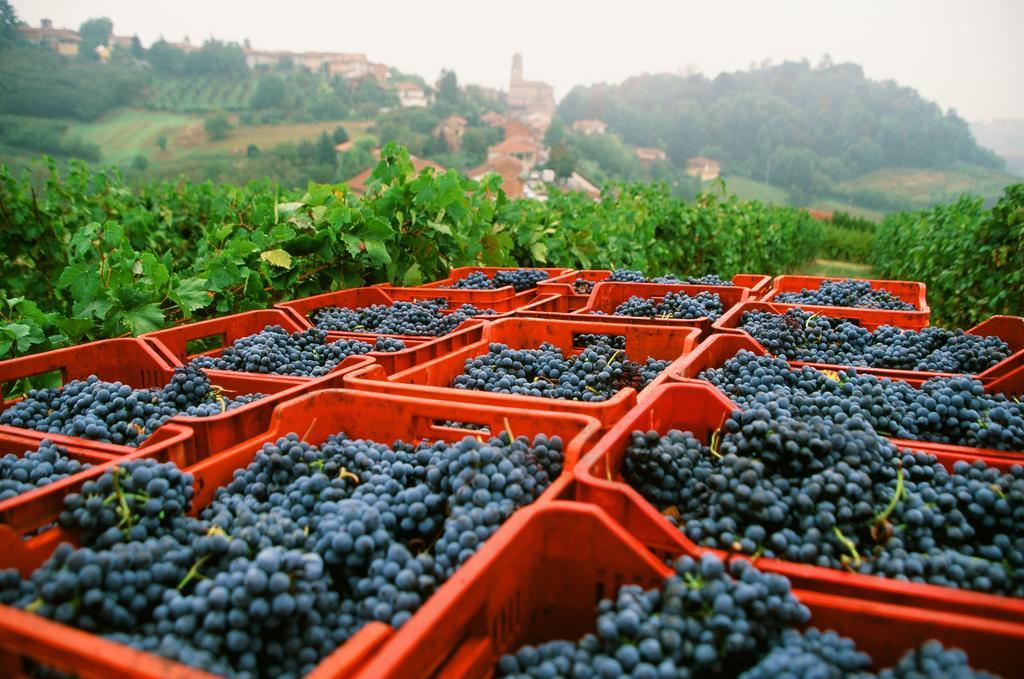 Marchesi Alfieri - Cantine E Ospitalita San Martino Alfieri Exterior photo