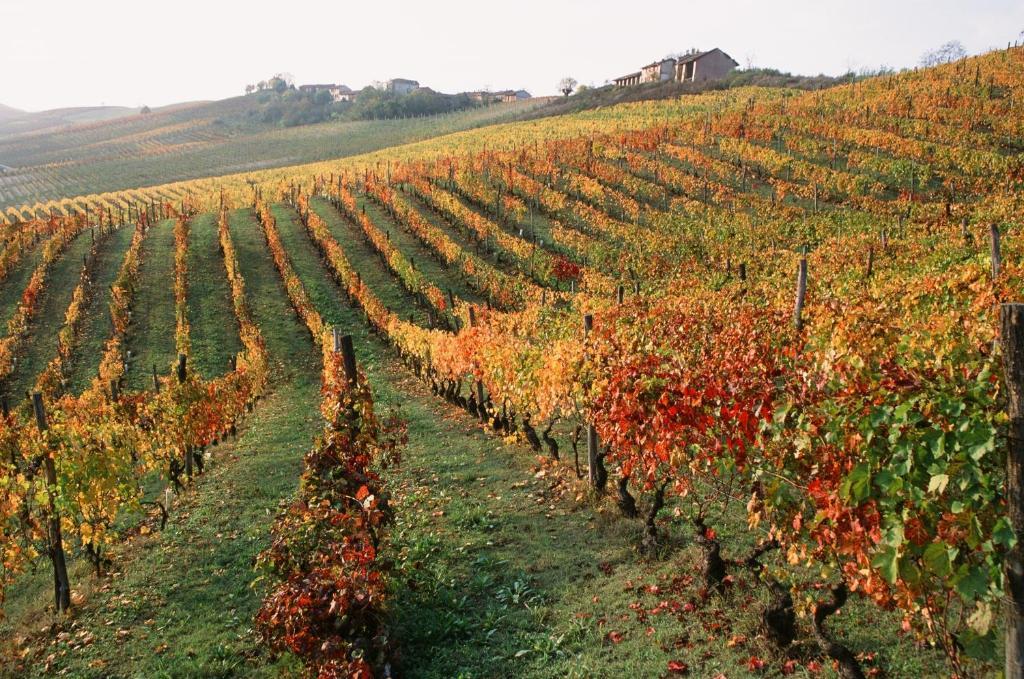 Marchesi Alfieri - Cantine E Ospitalita San Martino Alfieri Exterior photo